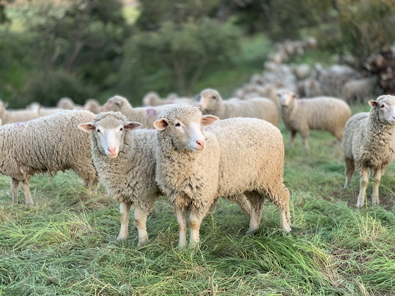 Merinos kuzuları