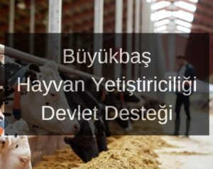 Büyükbaş Hayvan Yetiştiriciliği Devlet Desteği