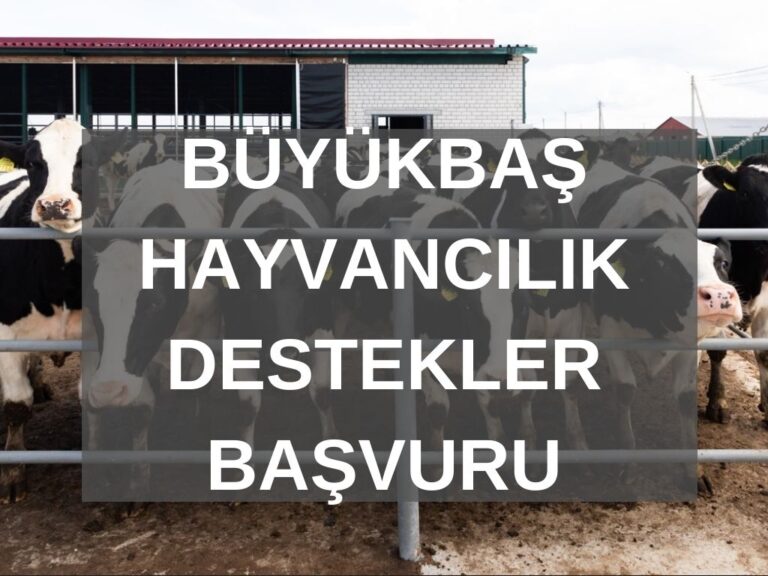 Büyükbaş Hayvancılık Yapmak İstiyorum