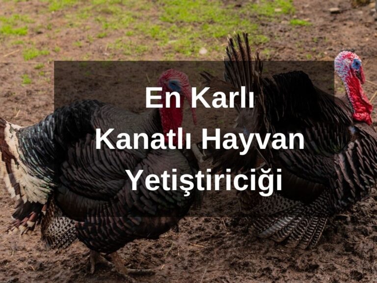 En Karlı Kanatlı Hayvan Yetiştiriciliği Hangisi?