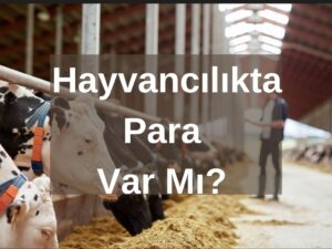 Hayvancılıkta Para Var Mı?