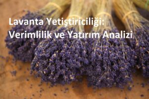 Lavanta Yetiştiriciliği: Verimlilik ve Yatırım Analizi