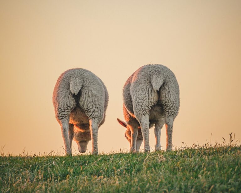 Merinos Koyun Yetiştiriciliği Nasıl Yapılır? (Tüm Merak Edilenler)